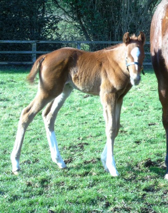 2020 chesnut colt by Postponed
